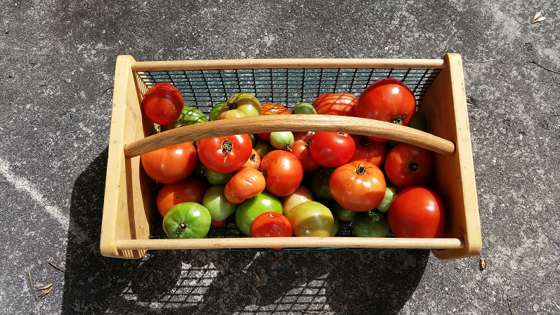 Tomatoes - Last Harvest Day